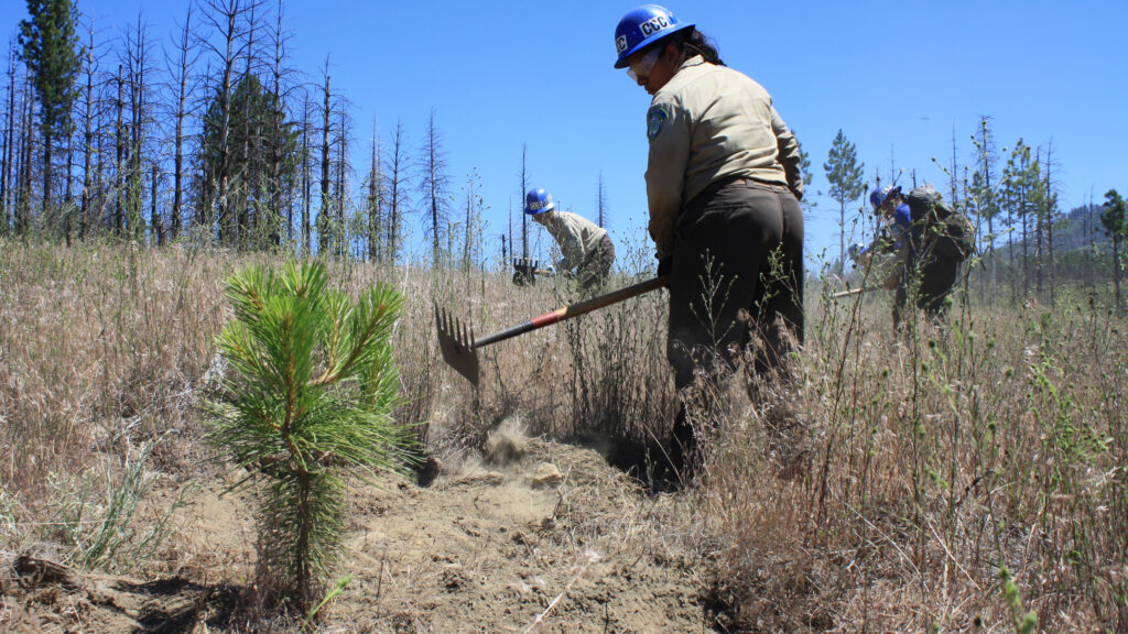 Image Young conifer in foreground of image, with female Corpsmember using McLeod in background clearing brush.