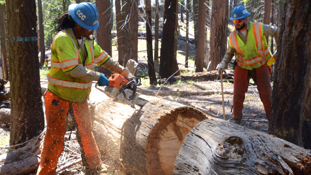 Video Image. Male Corpsmember in protective equipment uses chainsaw to cut downed tree for escape route, another male off in distance watching