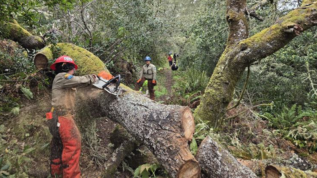 Monica Yup Chinchilla removes a hazard tree with a chainsaw.