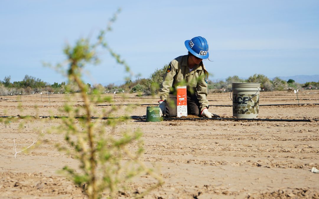 plant in foreground corpsmember in deep background in focus