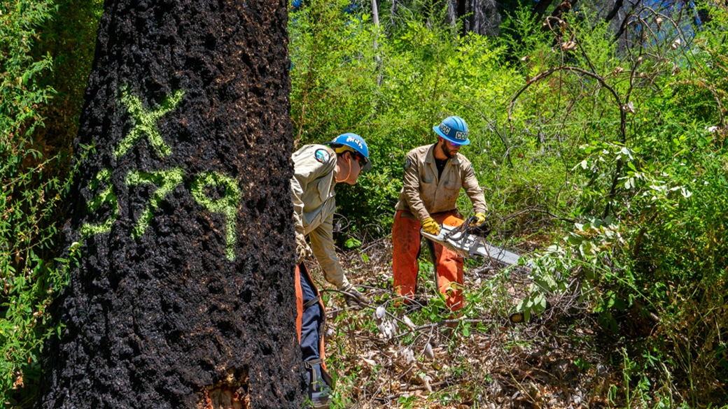 two corpsmembers on hillside, one clearing with a chain saw