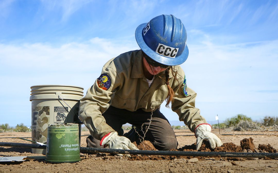 Rehabbing Imperial County Land With Native Plant Species