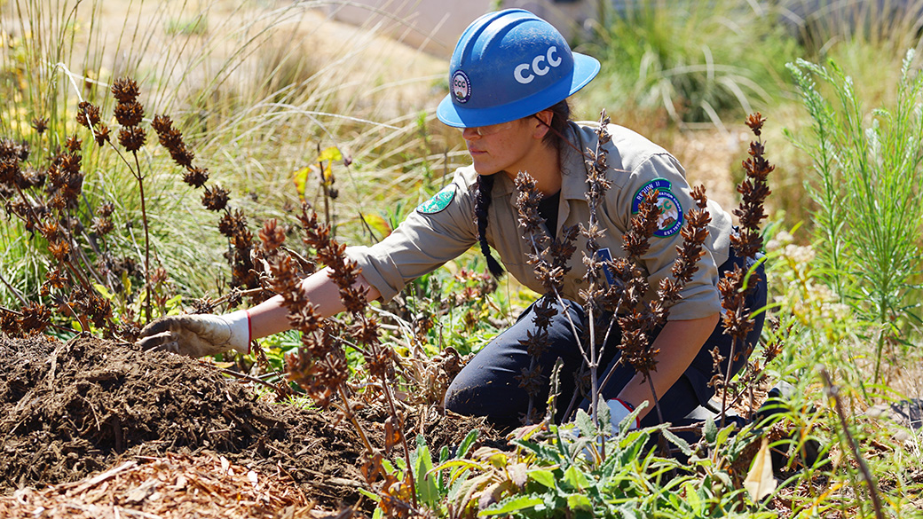 female corpsmember on ground shaping mulch around native plants