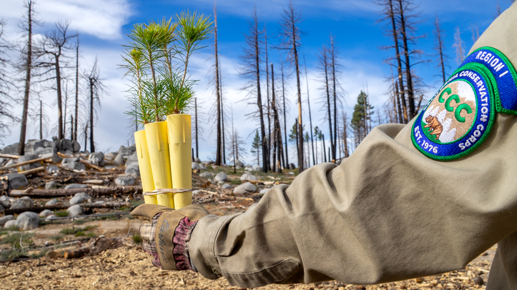 A bundle of sugar pine saplings with burnt forest in the background