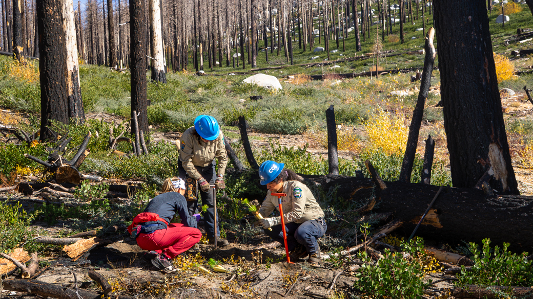 Staff from UC Davis plant trees with CCC Corpsmembers