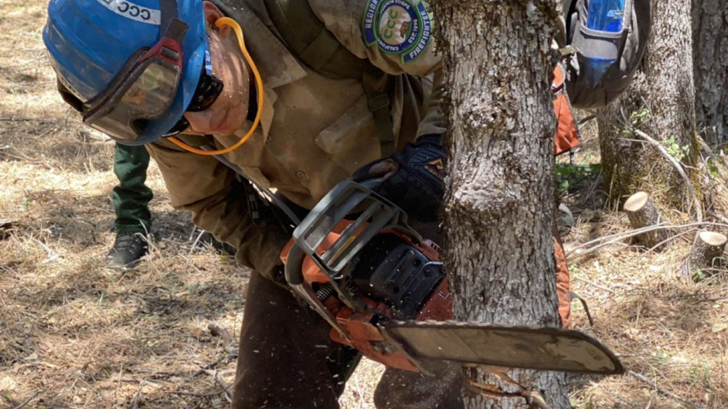 Erick Gonzalez makes a face cut into a tree using a chainsaw.