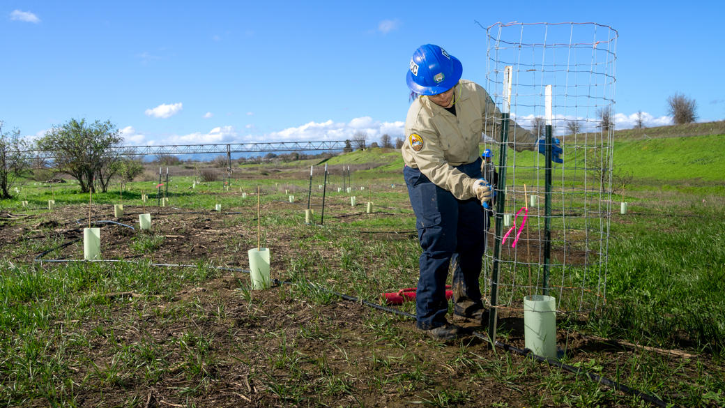 CCC Corpsmember, Isabell Adorno, installs fencing in the Haller Muller Restoration Area to protect young plants from grazing deer.